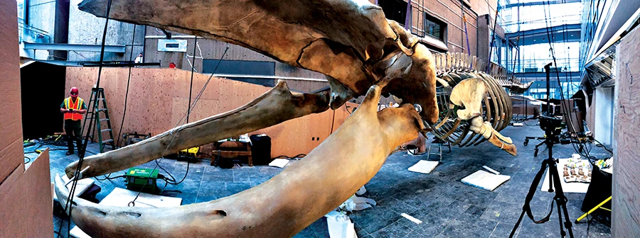 The ground assembly of the articulated whale skeleton