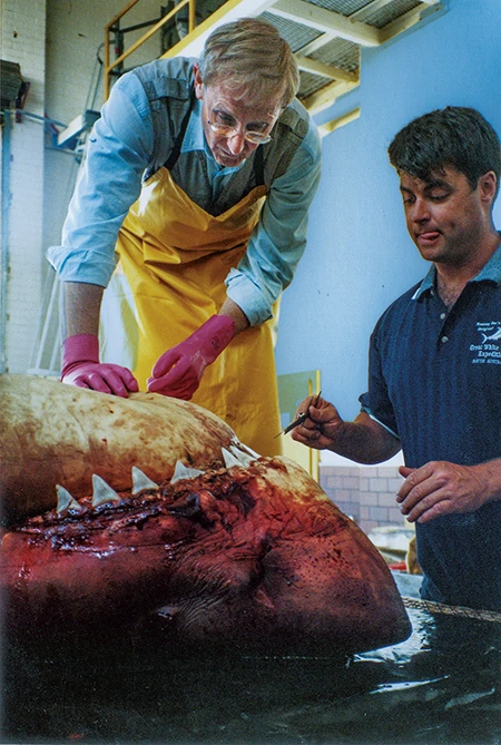 Jaws author Peter Benchley joins Andrew Fox to examine a great white shark carcass.