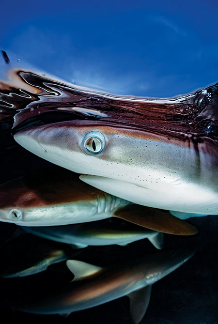 Close-up of multiple sharks in the water. The focus is on the shark closest to the surface.
