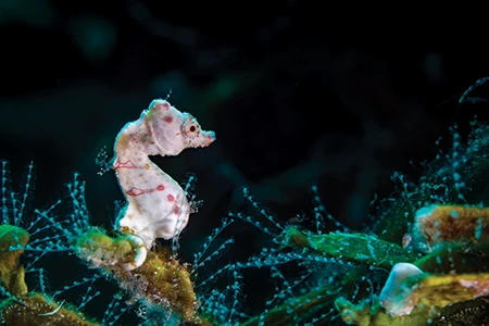 A tiny Pontoh’s pygmy seahorse.