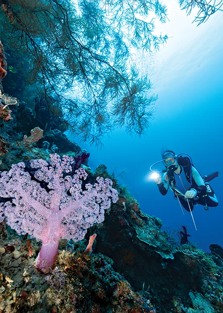 Natalia Athinaiou directs her torch toward a healthy soft coral tree in the foreground with a large colony of black corals above.