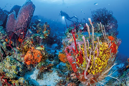 Several sponge species competing with sea fans for space on the rocky substrate.