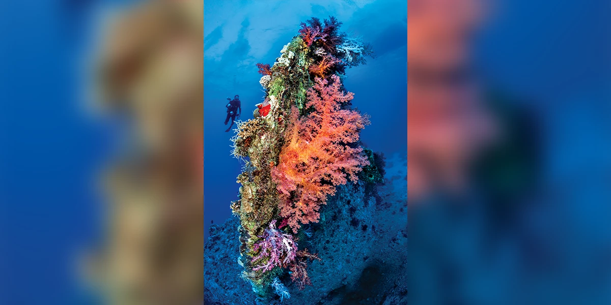 Soft corals grow on the upturned stern of the Dunraven wreck.