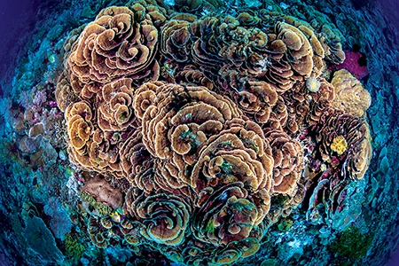 Formation of plate corals.