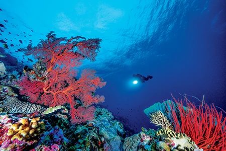 A diver at Fan 38 East.