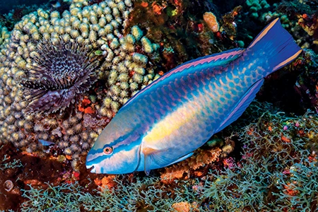 Princess parrotfish.
