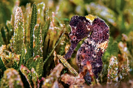 A longsnout seahorse in a seagrass bed.