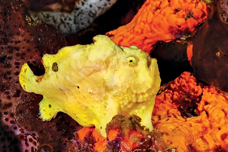 The longlure frogfish.