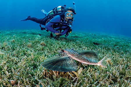 Diver Melissa Cole encounters a flying gurnard.