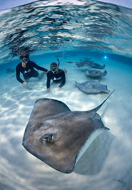 Divers swim alongside sting rays.