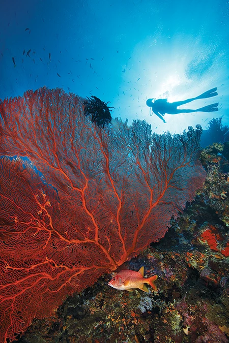 Diver swims alongside bright red coral reef.
