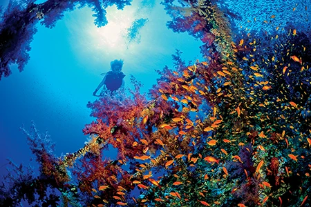 Diver surrounded by a school of fish and coral reef.