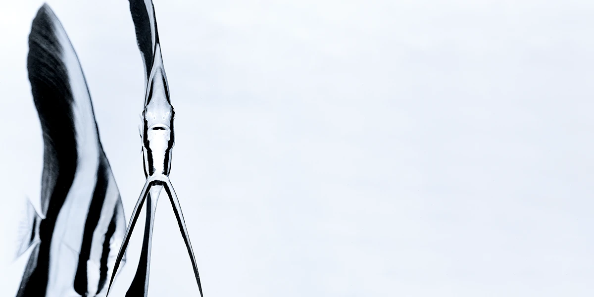 A pair of juvenile longfin batfish.