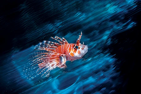 Lionfish on the Reef.