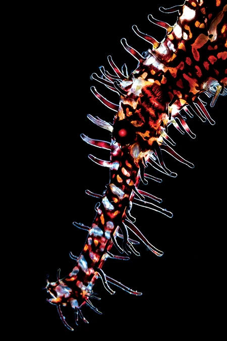 Backlit Ghost Ornate Pipefish.