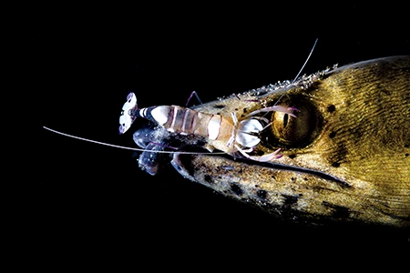 Snake Eel and Cleaner Shrimp.