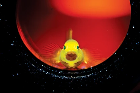 Goby in Beer Bottle.