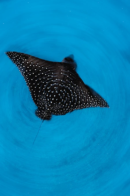 Eagle Ray Swirl.