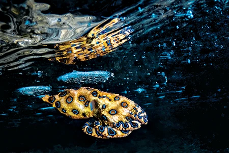 Blue-Ringed Octopus Hunting.