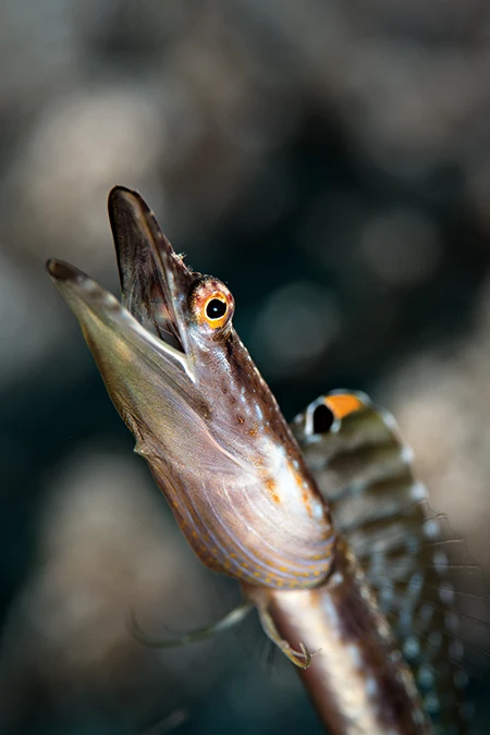 Yellowface Pikeblenny.
