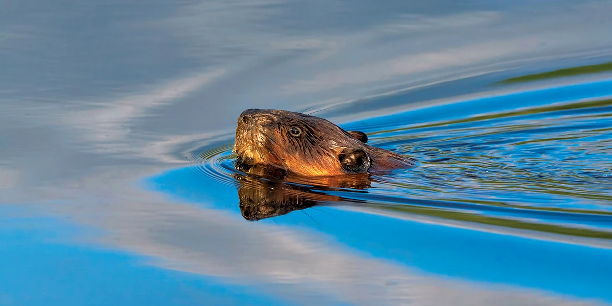 Beaver swimming