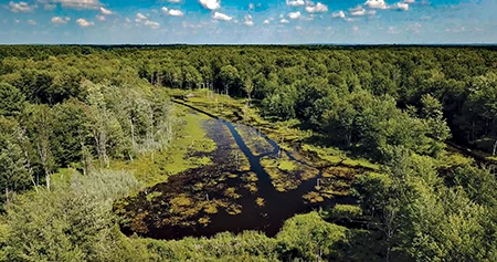 A beaver dam system
