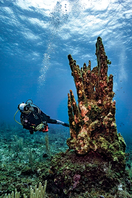Brenda Anderson observes the organisms colonizing a dead pillar coral.