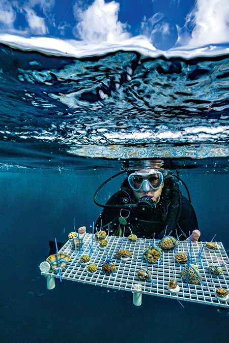 TCRF Executive Director Alizée Zimmermann brings specimens from key species to their land-based coral biobank for genetic preservation.