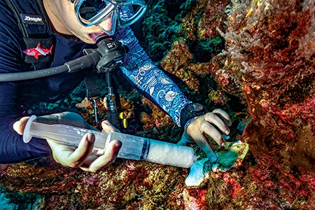 A diver uses pharmaceutically designed antibiotic paste to treat the spread of stony coral tissue loss disease.