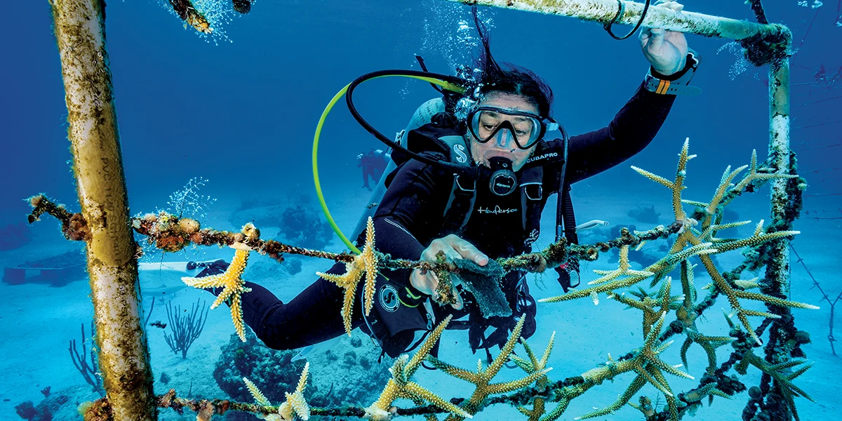 Guest citizen scientist Amanda Endean works on cleaning the TCRF’s staghorn nurseries.