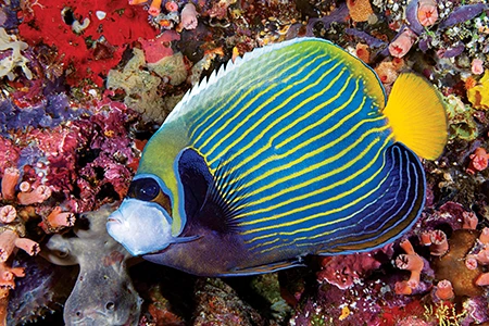 An emperor angelfish