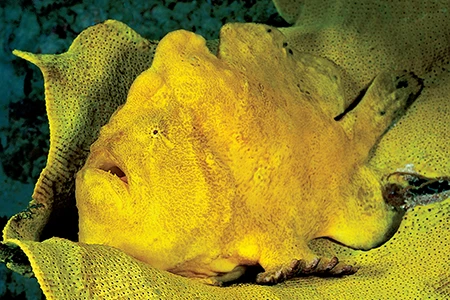 A Commerson’s frogfish hides in yellow sponges off Mabul Island, Sabah, Borneo, Malaysia.