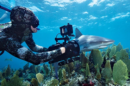 Pete Zuccarini films a Caribbean reef shark