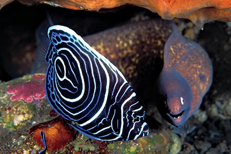A juvenile emperor angelfish and a white-eyed moray share a cleaning station near Bali, Indonesia.