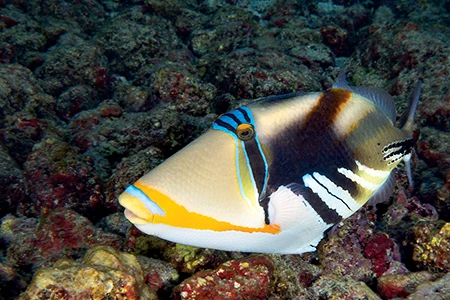 The white-banded triggerfish, also called the Picasso triggerfish