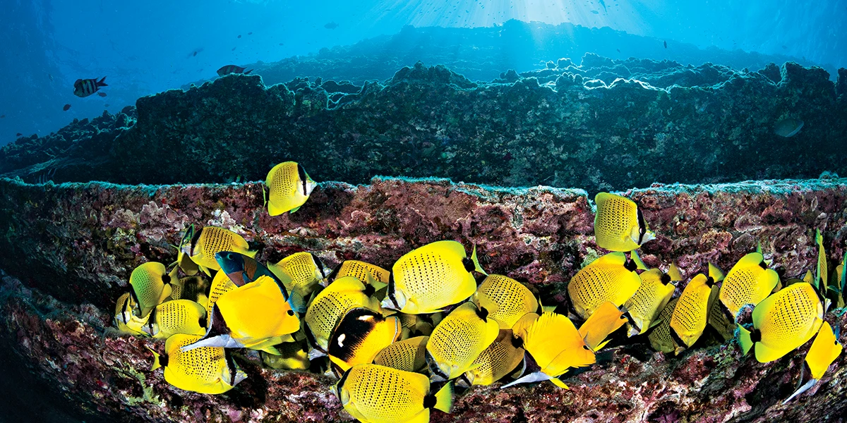 Milletseed butterflyfish