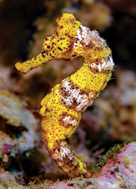 Longsnout seahorse