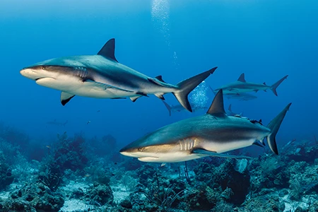 Caribbean reef sharks
