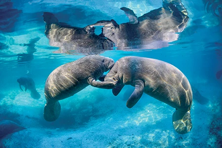 Two manatees interact in the foreground of the image. There are other manatees visible in the background.