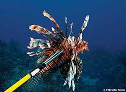 A lionfish was speared because they are an invasive species.