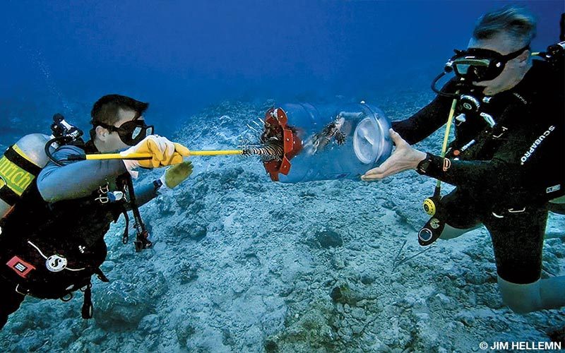 Two divers extract invasive lionfish