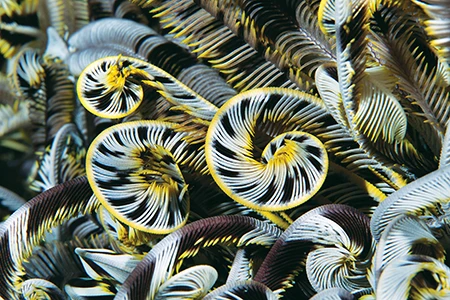 crinoids