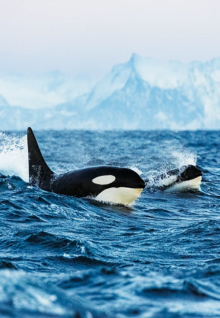 Orcas whales.