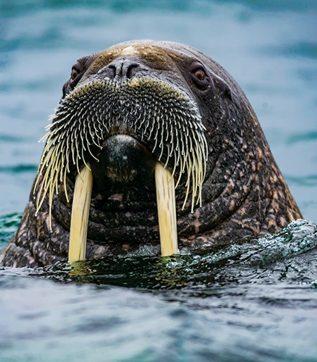 A very aware walrus rose to acknowledge our presence in the sea and clearly establish boundaries.