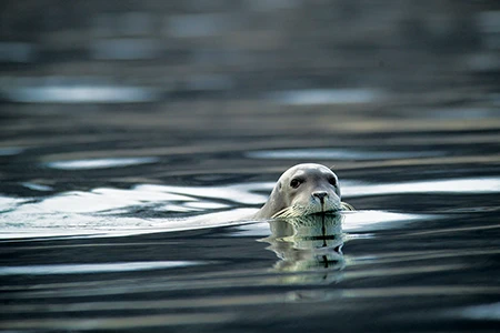 A bearded seal keeps a calm and cautious distance as it relocates to rest on ice out of our view.