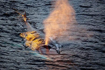 A minke whale exhales into warm, late light as it follows our Zodiac toward a small settlement in central west Greenland.