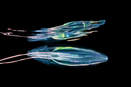 comb jelly