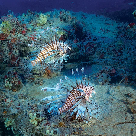Lionfish