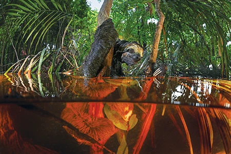 Peschak was astonished to encounter a brown-throated sloth.