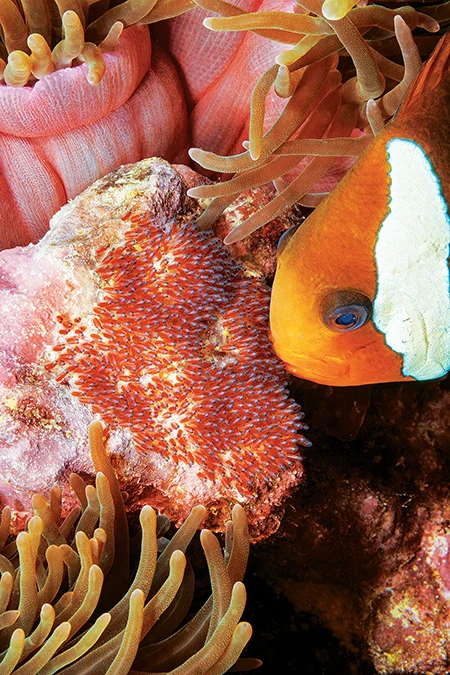 A dusky anemonefish tends its eggs.